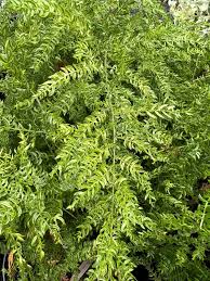 Image result for Asparagus pendulus