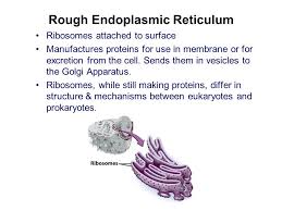 Protozoa, fungi, plants, and animals all have eukaryotic cells. 2 1 The Structure Functions Of Eukaryotic Cells Ppt Download