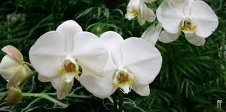 Orchids make a welcoming and graceful addition to your home. Freytag S Florist Simple Orchid Care Guide Freytags Florist Freytags Florist