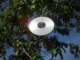 Ideally, grow fruit in a fruit cage that can be covered with netting in winter before the damage starts. How To Protect Fruit Trees From Birds Nevada Public Radio
