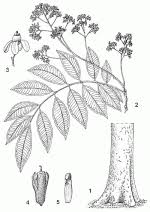 Image result for Lovoa swynnertonii