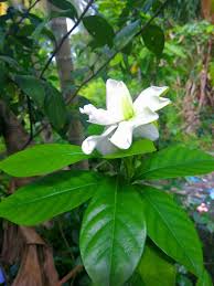 Bunga melur, shah alam, malaysia. Bunga Melur Steemit