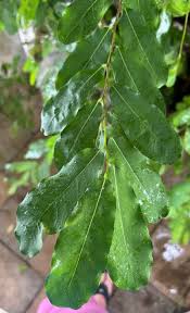 Image result for Cordia mukuensis
