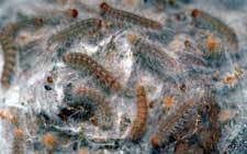 Webworms Pecan Tree Web Worms In Trees Webworms In Austin Texas Hill Country