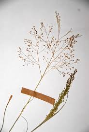 Image result for Tricholaena