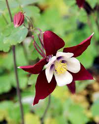 Pin On Columbines 3