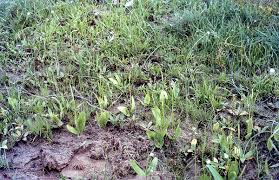 Image result for Ophioglossum gomezianum