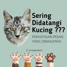 Hukum memandulkan kucing dalam islam. Uncle Lat Cat Service No 278 Lorong Kota Kenari 3 2 Kota Kenari Kulim 2021