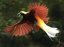 Flying Bird Of Paradise Drawing Bird Of Paradise Animal Wildlife Greater Bird Of Paradise Birds Of Paradise Birds Flying
