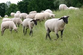 Hasil carian imej untuk painting or sketch Shepherd and sheep grazing in the meadow