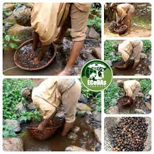 Image result for Ricinodendron heudelotii