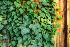 アイビー ヘデラ の花言葉 種類や風水 花が咲く時期は Horti ホルティ By Greensnap