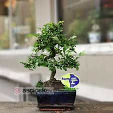 Bonsai neden çok yaprak döker? Zelkova Bonsai Agaci Rehberi As Cicek Evi Nisantasi