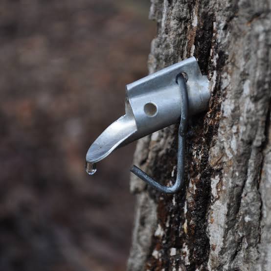Ask Dr. Dirt: Timely tapping advice for Maples