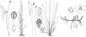 Image result for Mayacaceae