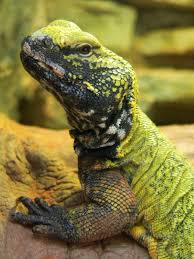 Zoo De Beauval Iguane 08