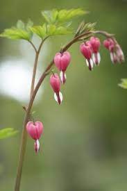 Are you looking for a shade tree? How To Propagate A Bleeding Heart Flower Plant Bleeding Heart Flower Bleeding Heart Plant Flowers Perennials