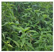 Image result for Justicia incana