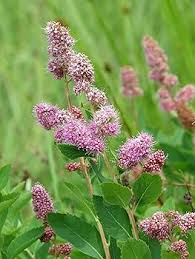 Image result for Spiraea douglasii