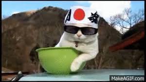 We would like to show you a description here but the site won't allow us. Cat Porte Sonnenbrille Gif Find On Gifer