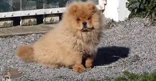 Cin Aslani Nedir Cov Cov Turunun Ozellikleri Nelerdir Hayvan Aslan Chow Chow
