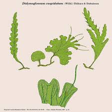 Image result for Didymoglossum