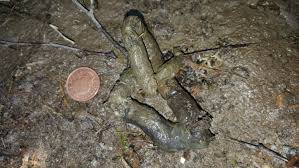 Image result for marten poop