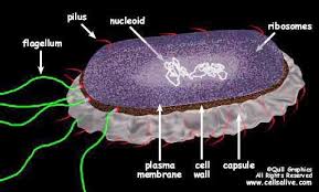 Cells alive animal cell worksheet answer key pdf. Bacteria Model An Interactive Animation Cells Worksheet Bacterial Cell Structure Cell Theory