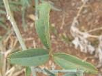 Image result for Maerua juncea