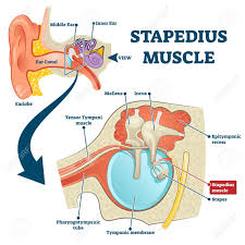 The outer ear is labeled in the figure and includes the ear canal. Stapedius Muscle Vector Illustration Labeled Anatomical Ear Structure Scheme Educational Graphic With Middle And Inner Ear Closeup Smallest Skeletal Muscle In Human Body Medical Stapes Infographic Royalty Free Cliparts Vectors And Stock