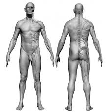 Male Ecorche Anatomy Poses Body Anatomy Anatomy Reference