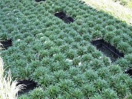 Propagating black mondo grass is easiest done through division and it's done exactly the same way that we do variegated liriope. Dwarf Mondo Grass Plants4home