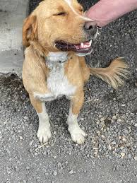 Lost dog found near Zehner with porcupine quills