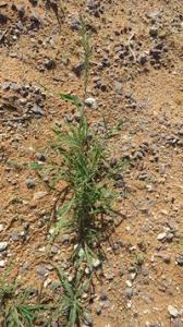 Image result for Schmidtia kalahariensis