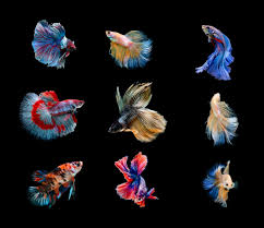 Apparently they're either fragile, infertile, or both. Betta Colors Diagram