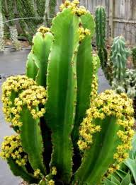 Euphorbia ingens is a spiny, evergreen, succulent tree with a short trunk, usually growing up to 12 metres ]. Pin On Cacti Succulents