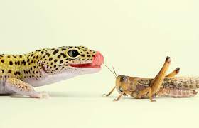 Leopard Gecko Diet Guide For Healthy Feeding Lovetoknow
