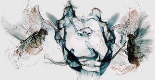 Image result for Cryptoblabes bistriga