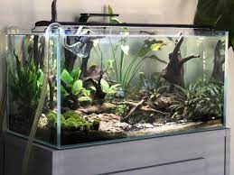 New Tank 50gal Low Tech Freshwater Aquascape In 2021 Aquascape Design Low Tech Aquascape
