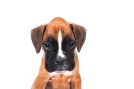 As far as question of how much food should i feed my dog is concerned, do not give a free hand to your dog. Eggheaded Boxer Puppy Here S What It Means Boxer Dog Diaries