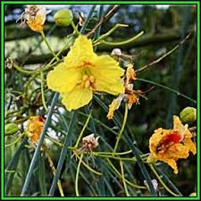 Image result for Parkinsonia africana