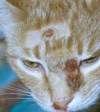 Pcr tests of swabs from the cat's lesions and the patient's conjunctiva were performed, and a diagnosis of cowpox. Cowpox Virus Infection In Cats International Cat Care