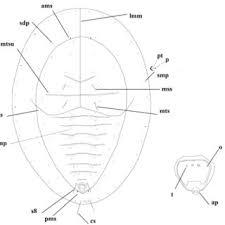 Image result for Paranecepsia alchorneifolia