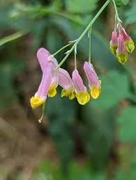 Image result for Corydalis