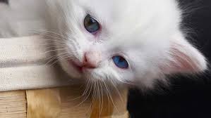 Kittens can only take so much excitement before needing a long nap to recover. How To Care For A Persian Cat