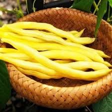 Image result for Cucumis engleri