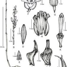 Image result for Gastrodia rwandensis