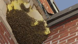 Denn tauben und ihre hinterlassenschaften können eine echte plage sein. Bienennest Entfernen So Geht Es Nachhaltig Tierlieb