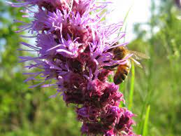 Monarch butterfly caterpillars feed exclusively on the foliage in an undisturbed prairie, plants flowering at diŸerent times of the year provide pollen and nectar for pollinators like bees and moths. Grow Native Plants For Bees Ecofarming Daily