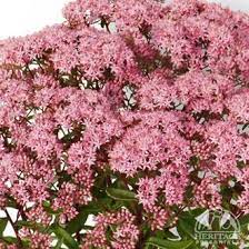 We did not find results for: Plant Profile For Sedum Sunsparkler Jade Tuffet Stonecrop Perennial